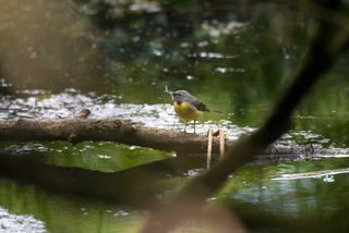 Grey wagtail with a fly in its beak sat on a branch over a stream