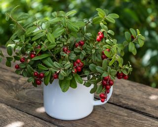 Cranberry branches in a container in a garden