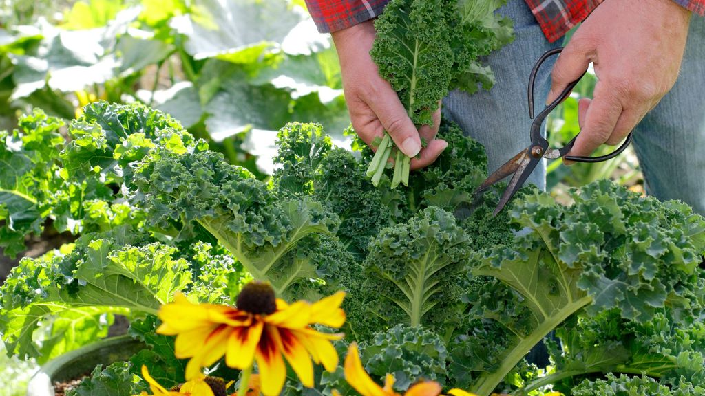 Best companion plants for kale herbs, flowers and veg to grow next to