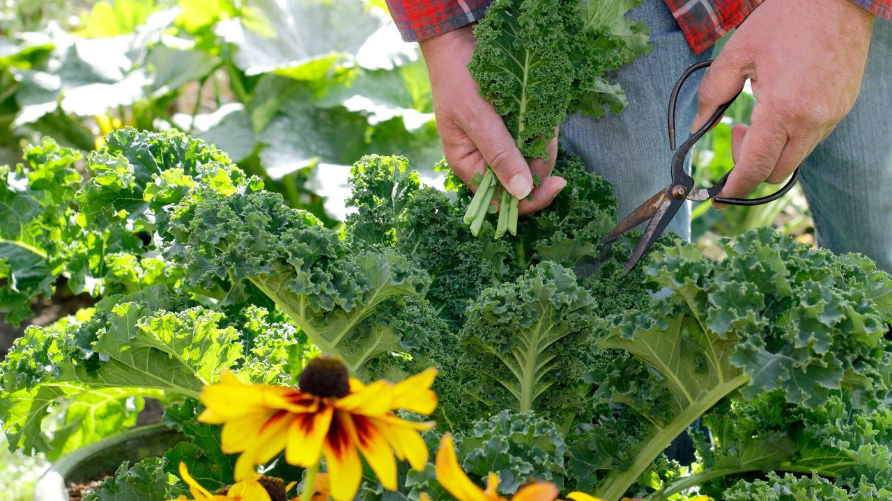 companion plants for kale - person harvesting young kale from a veg plot