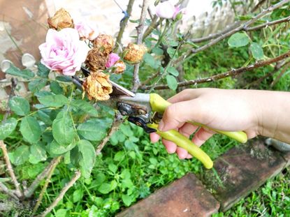 Gardener Deadheading Roses