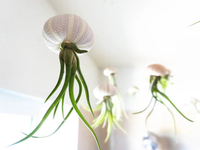 Air plant in shell, Etsy