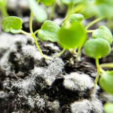 White mold on seedling soil