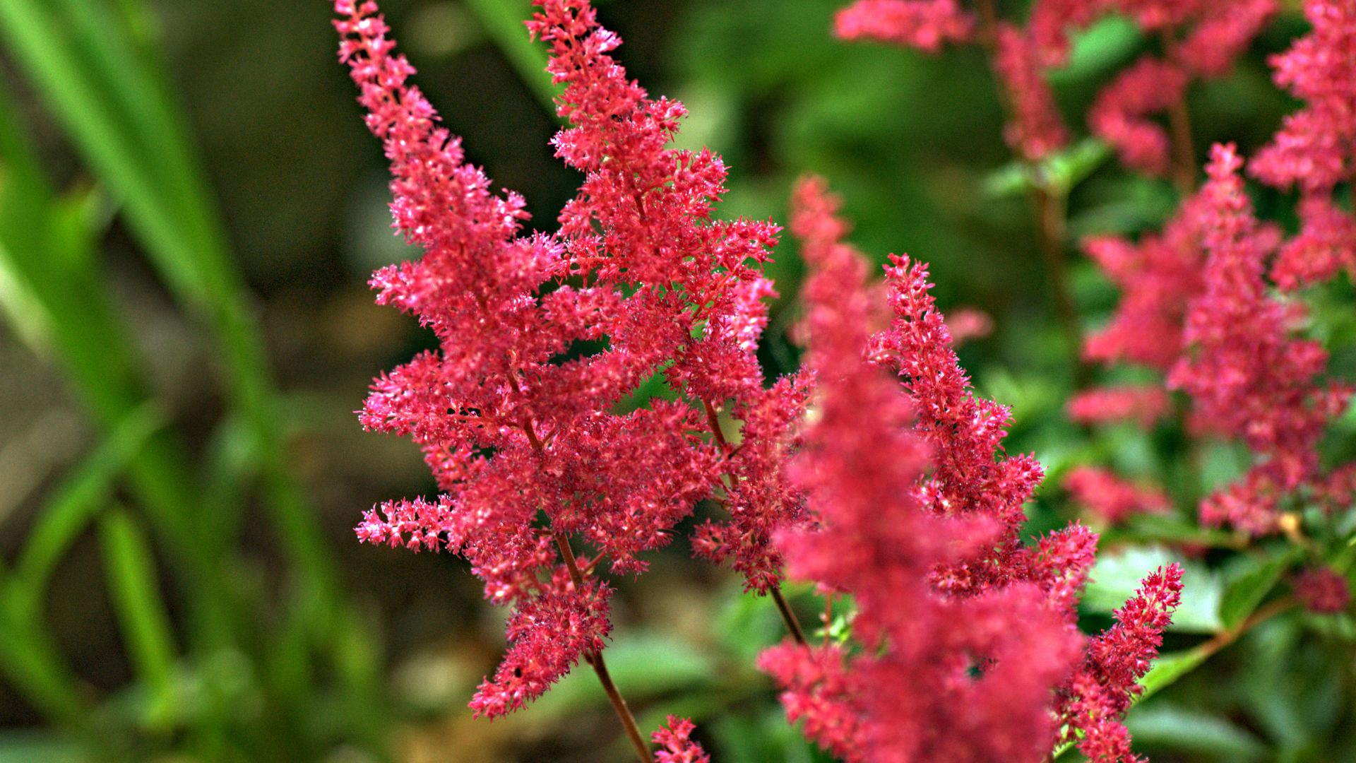 astilbe growing in garden