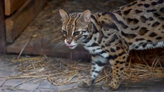 Best exotic pets - Spotted Genet