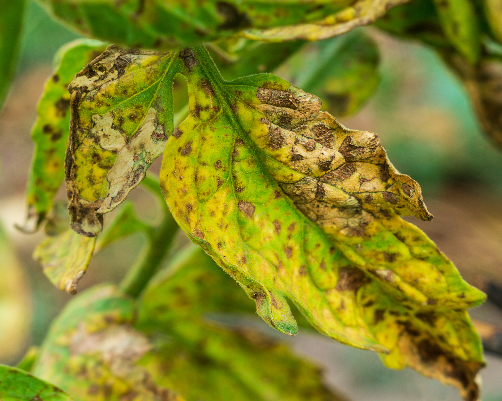 Infected leaves close up view with late blight or other pathogenic fungal disease affecting plants of the nightshade family. Symptoms, manifestations, consequences of crop loss.