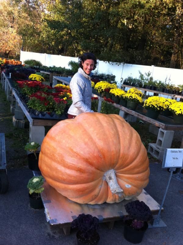 Mary McConneloug and the 760-lb pumpkin