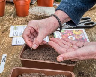 woman sowing dahlia seeds in a seed tray