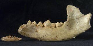 The newly reclassified beardog Angelarctocyon australis (Field Museum specimen no PM 423) had a much smaller jawbone (left) than that of the larger Amphicyon riggsi (right, Field Museum specimen no. P 12029), which lived around 22 million years later.