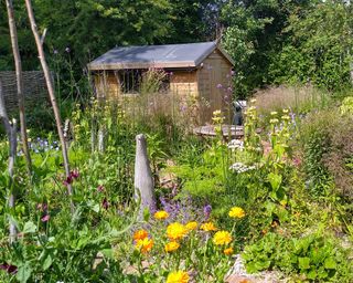 A wildlife friendly garden with wooden plant supports and shed