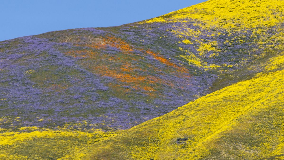 The colors of various wildflower species color the hills of the Temblor Range, the mountain range that is pushed up on the east side of the San Andreas Fault, at Carrizo Plain National Monument 