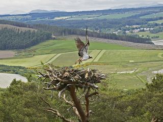 how to identify bird nests