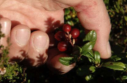Hand Harvesting Cranberries From Bush