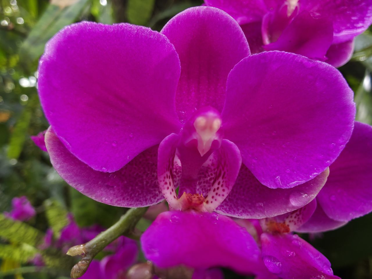 Orchids at the New York Botanical Garden, all photos taken with Samsung Galaxy S25 Ultra