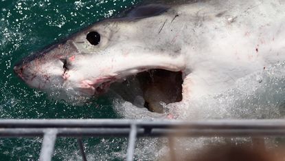 Cage diving with a shark