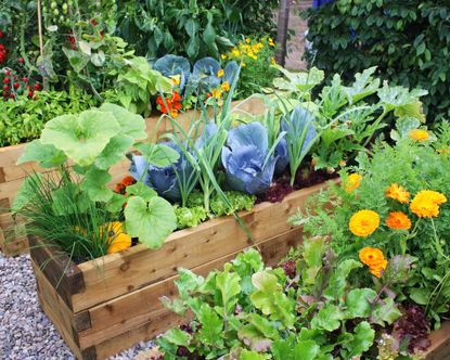 Vibrant vegetable garden in raised beds