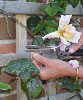 removing rose leaves that are infected by rose black spot