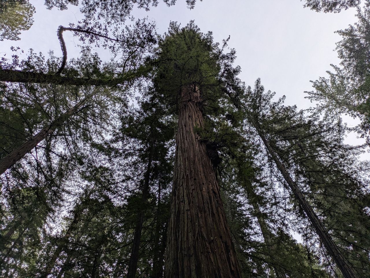 Redwood tree shot with Pixel 8a
