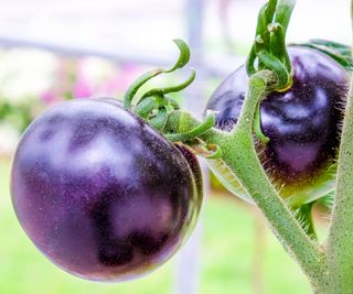 The Big Purple tomato fruits ripening on stems