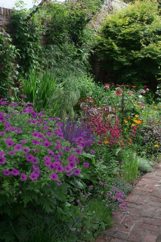 pretty flowers in a border