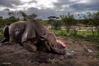 Wildlife Photographer of the Year 2017