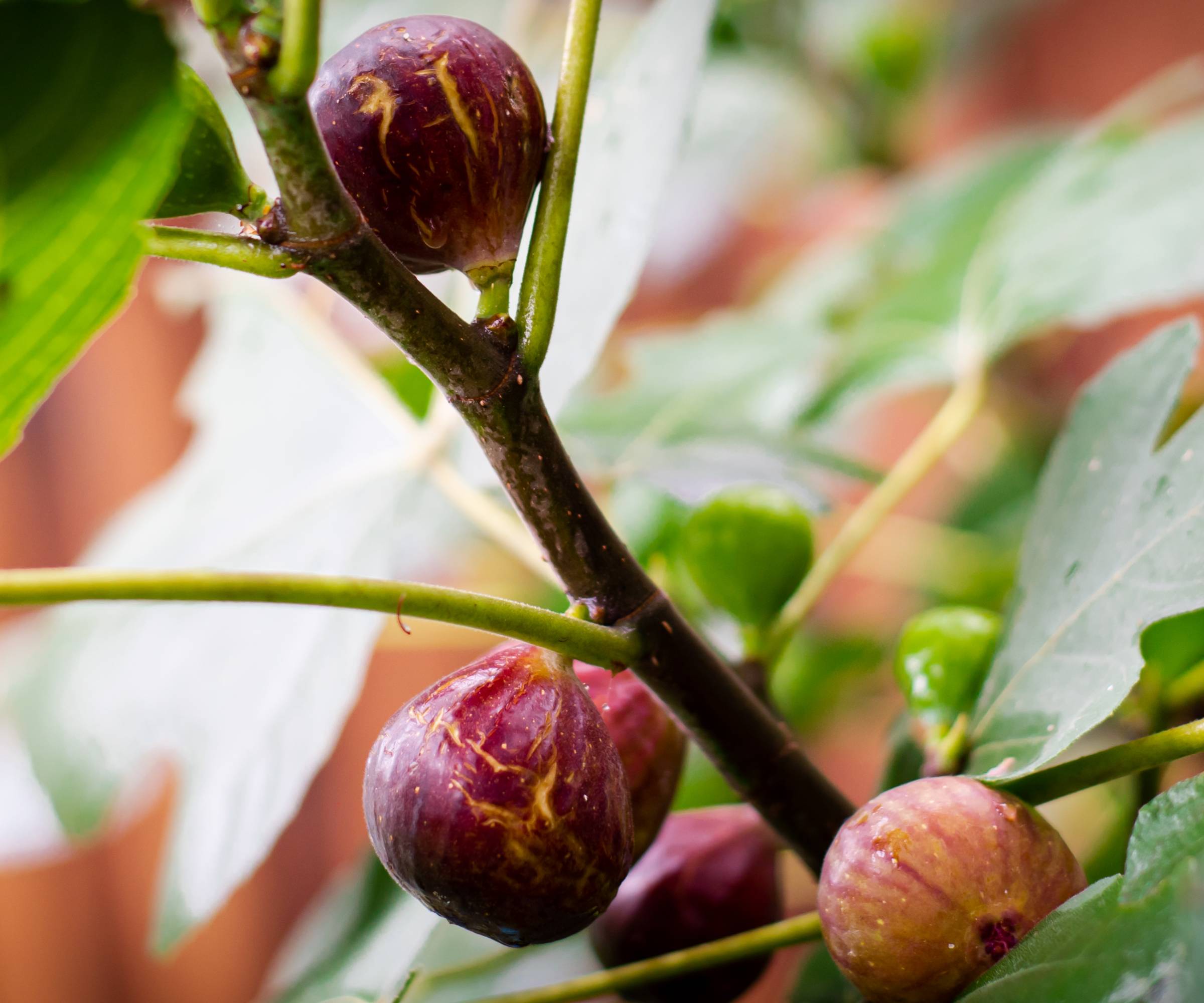 Ripe figs growing on a Chicago Hardy fig tree