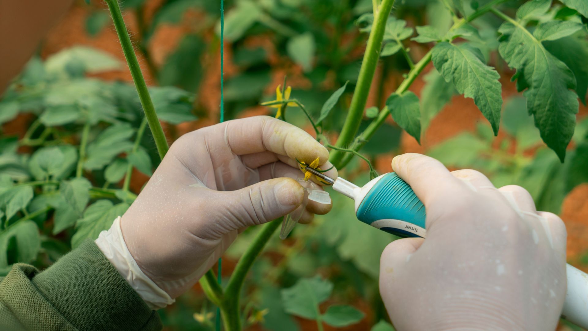 Hand pollinating the flowers of tomato
