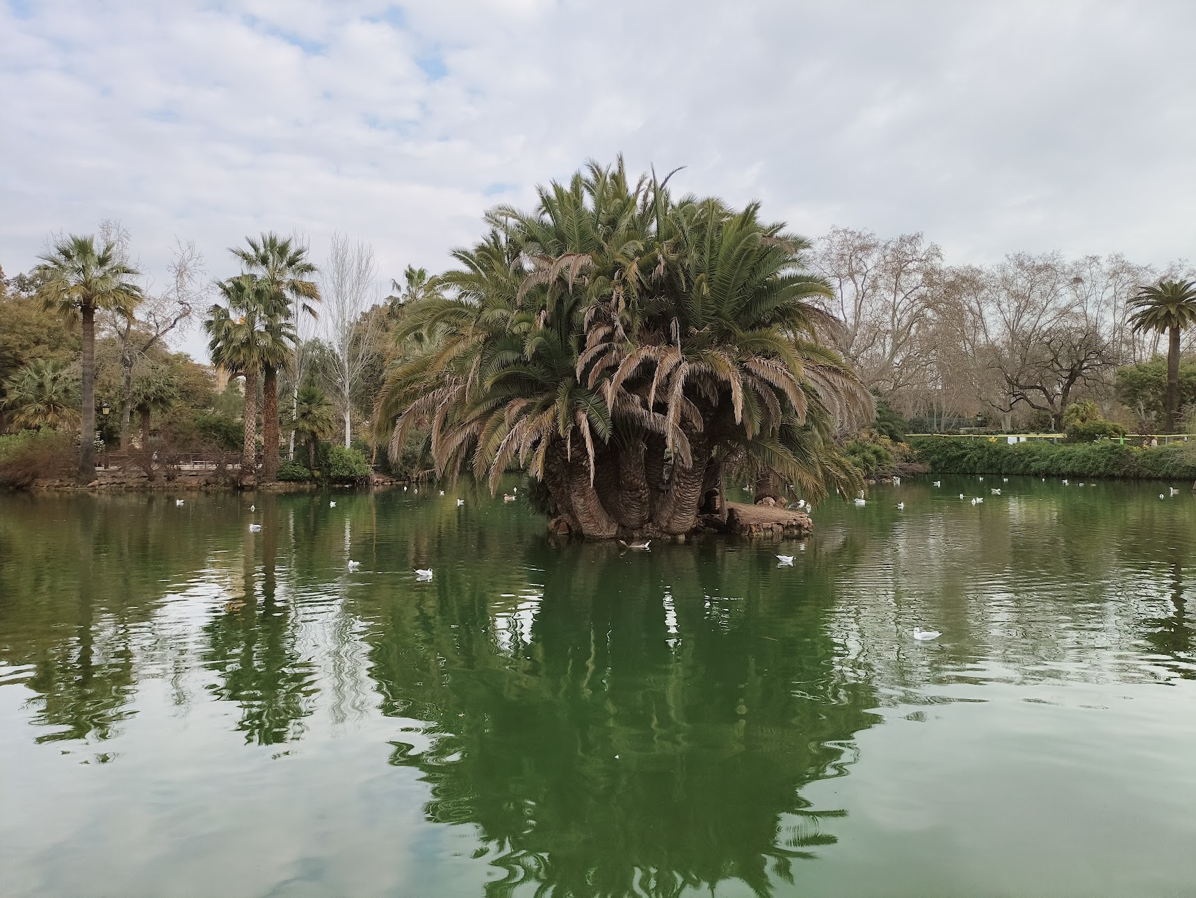 A dense island of palm trees sits in the center of a calm lake, with its reflection stretching across the surface of the green-tinted water.