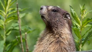 A close-up of a marmot with a tagged ear