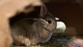 A rabbit hiding in some cardboard