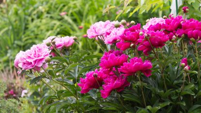 A variety of pink peonies bloom in the garden.
