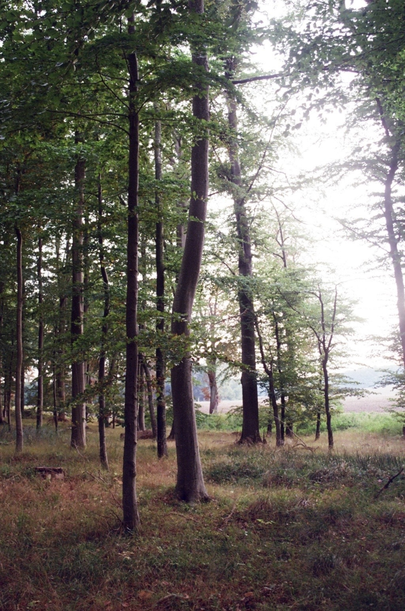 Image of a Danish forest
