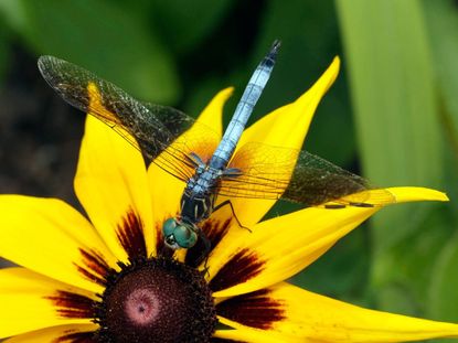 Close Up Of Dragonfly On Yellow Flower