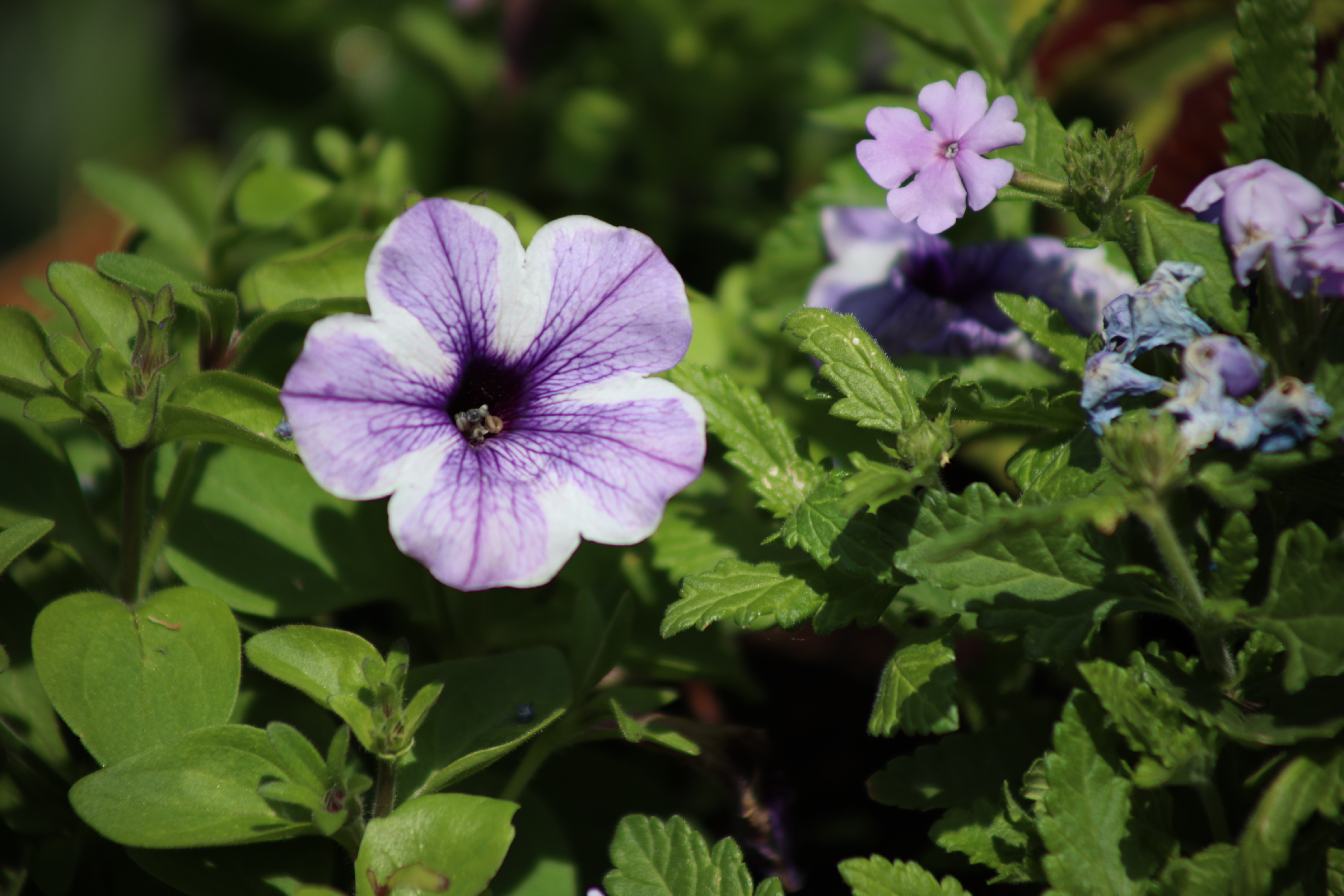 Canon RF 75-300mm f/4-5.6 example shot