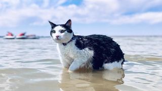 Pluto the adventure cat in the water