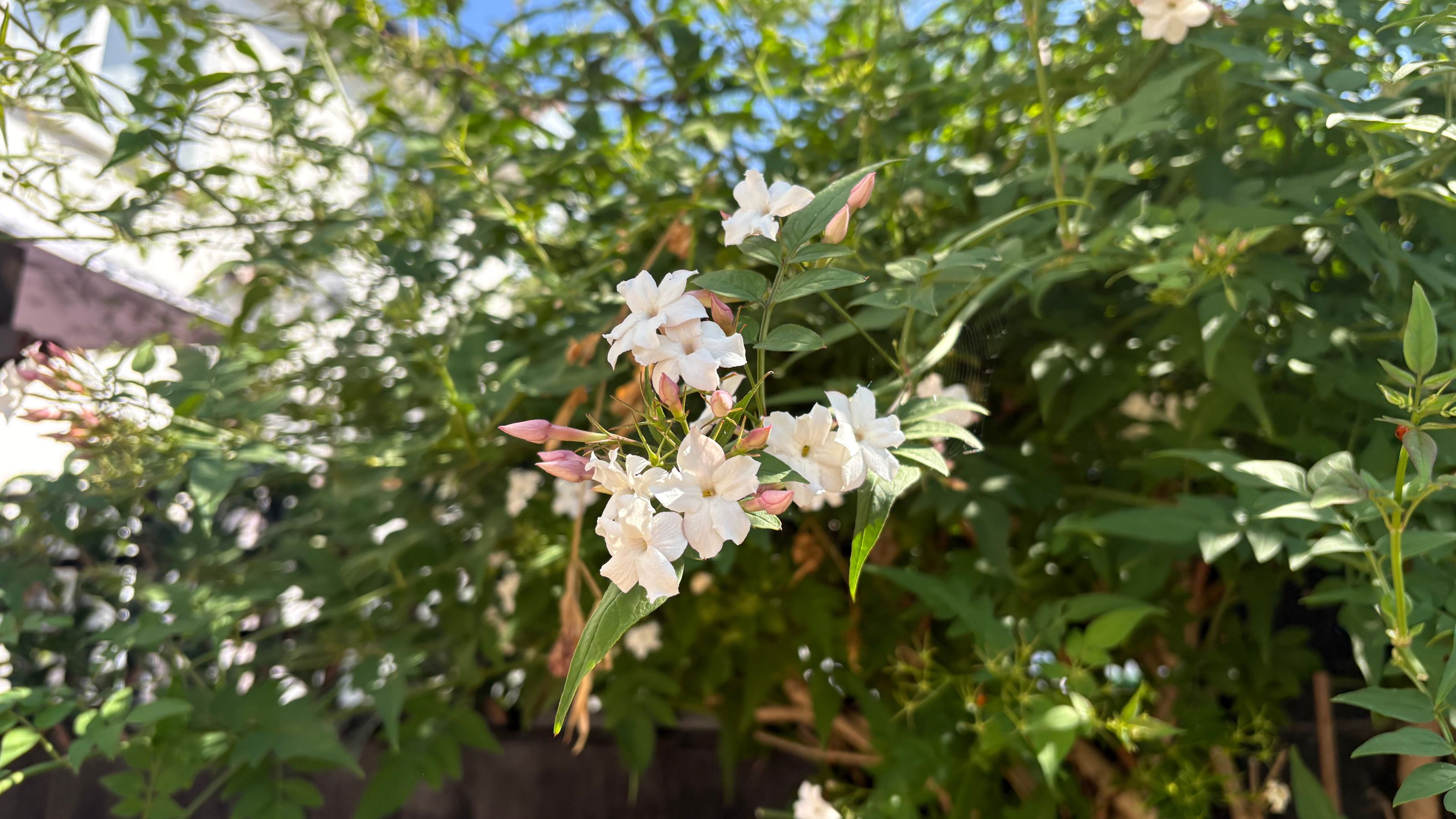 Flowering common jasmine plant