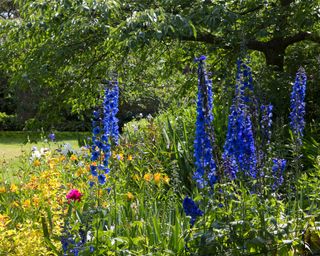 blue delphiniums growing in a summer garden border