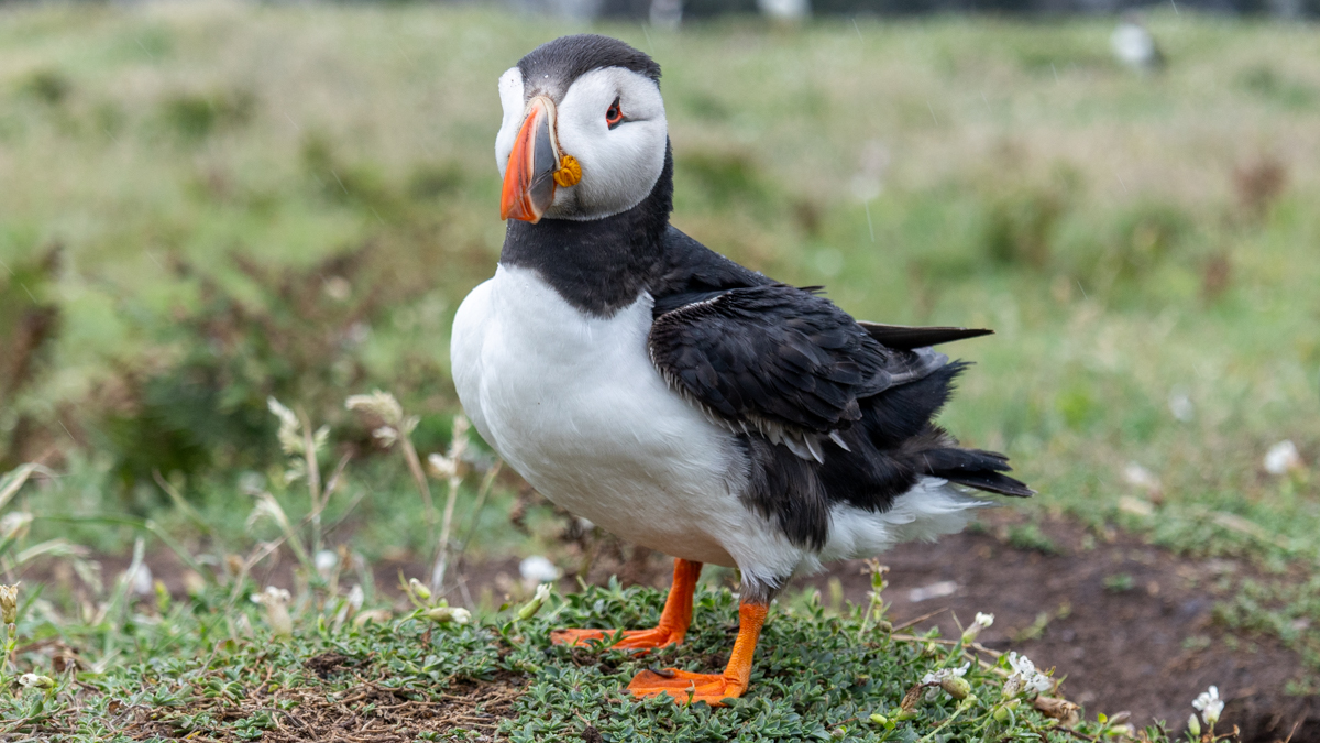 puffin on grass