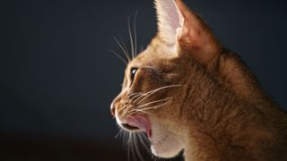 Interesting cat facts - cat's whiskers