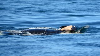 Here, we see the orca mother J35 pushing the body of her dead neonate.