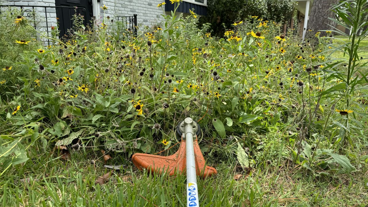 STIHL FSA 200 R string trimmer weed (before)