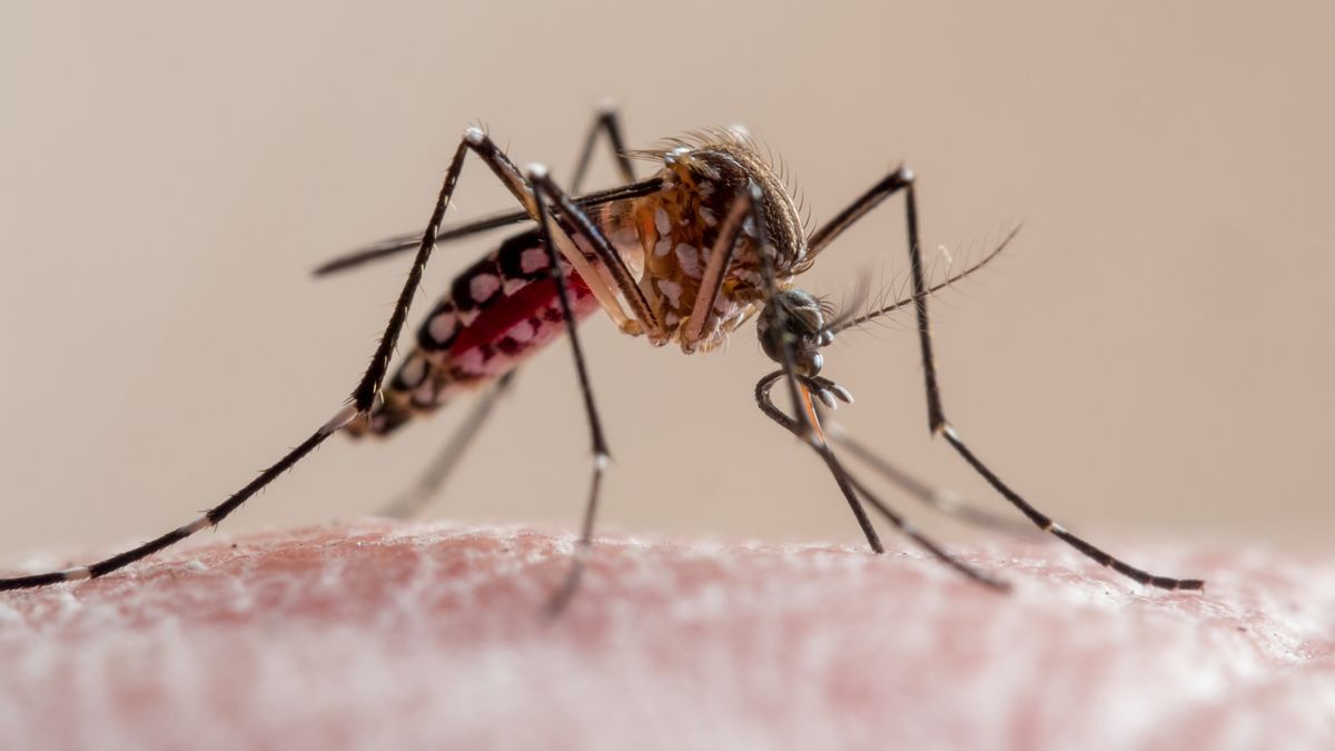 Close-up of a yellow-fever mosquito biting human skin. 