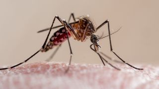 Close-up of a yellow-fever mosquito biting human skin. It's a culicidae vector of malaria, yellow fever, chikungunya, dengue and zika virus in Brazil, known locally as mosquito da dengue.