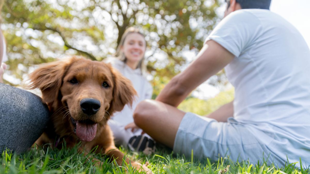 Chance to be a dog for a day? Here’s what I’d do first | PetsRadar