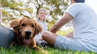 Dog at the park