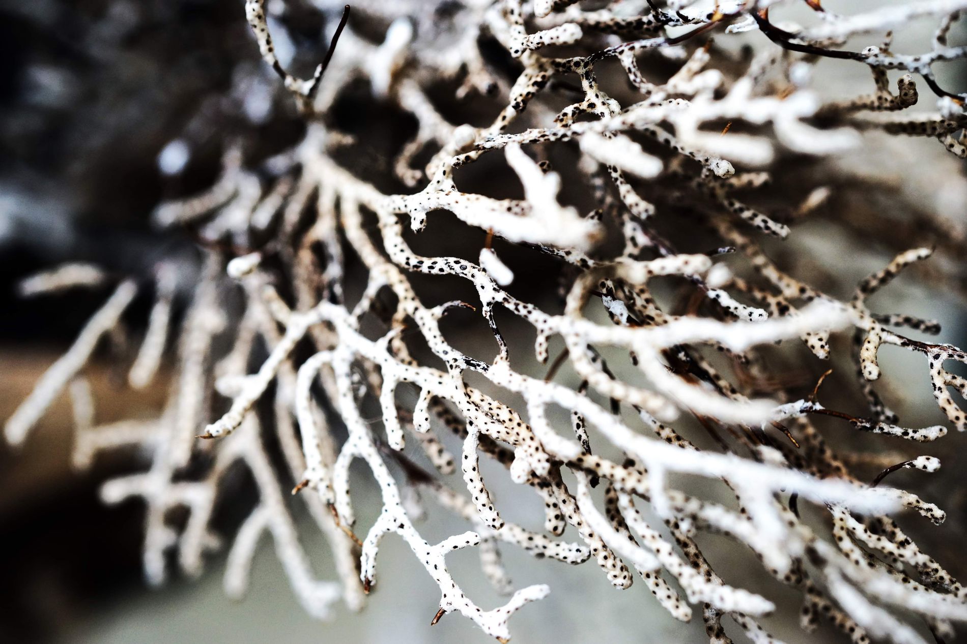 GuruShots - February 2026