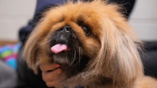 Lukas the Pekingese dog from For the Love of Dogs season 11