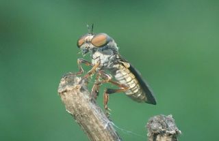 The compound eyes of the robber fly.