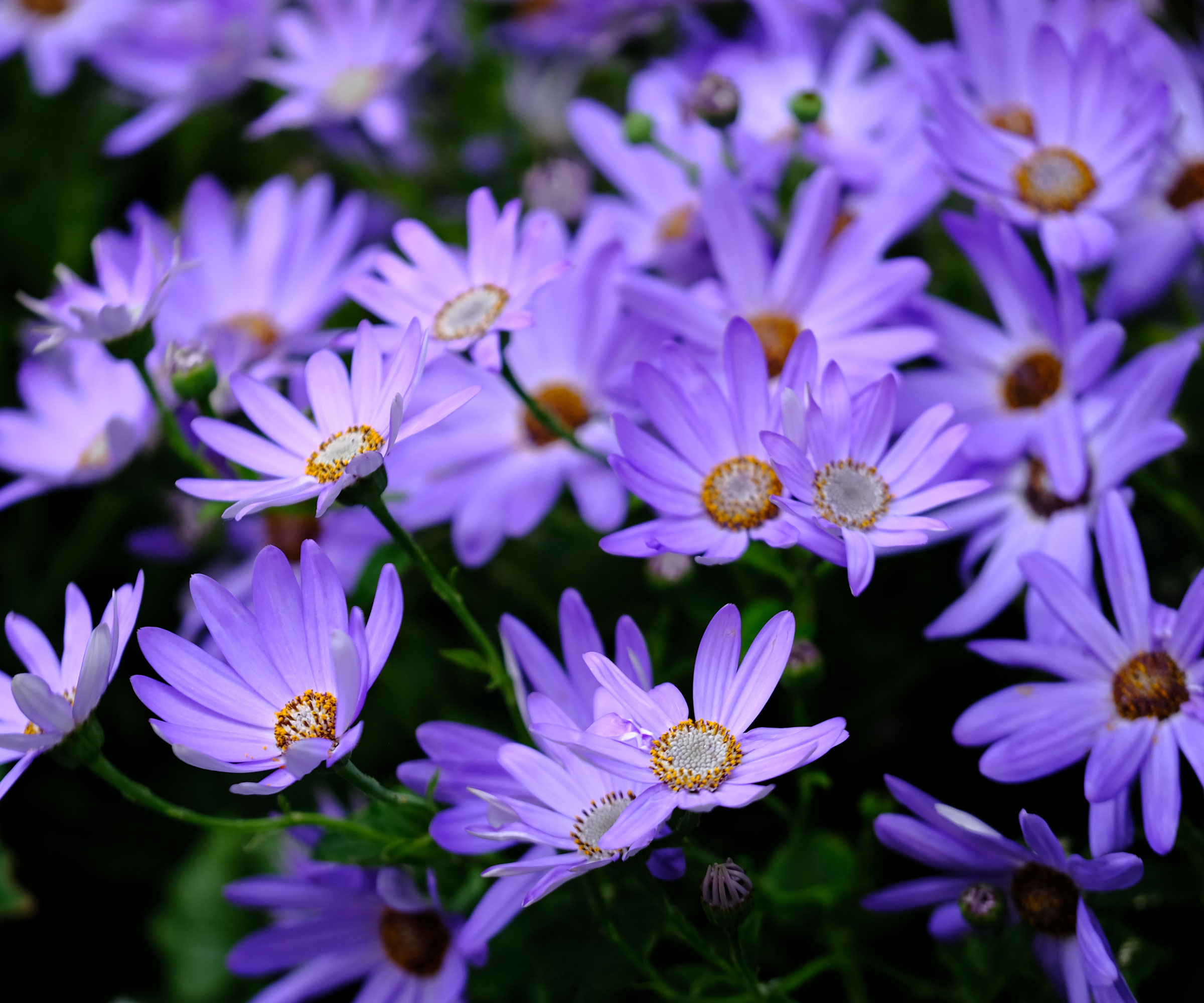 anemones with purple flowers