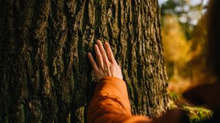 A woman feeling the bark of a tree